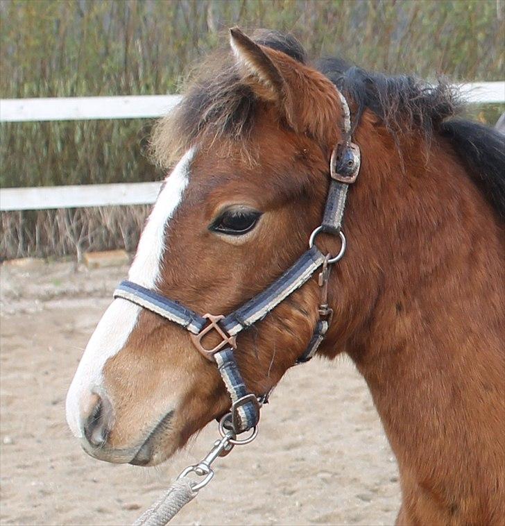 DSP Fredbo´s Rondo Royal<3 billede 34