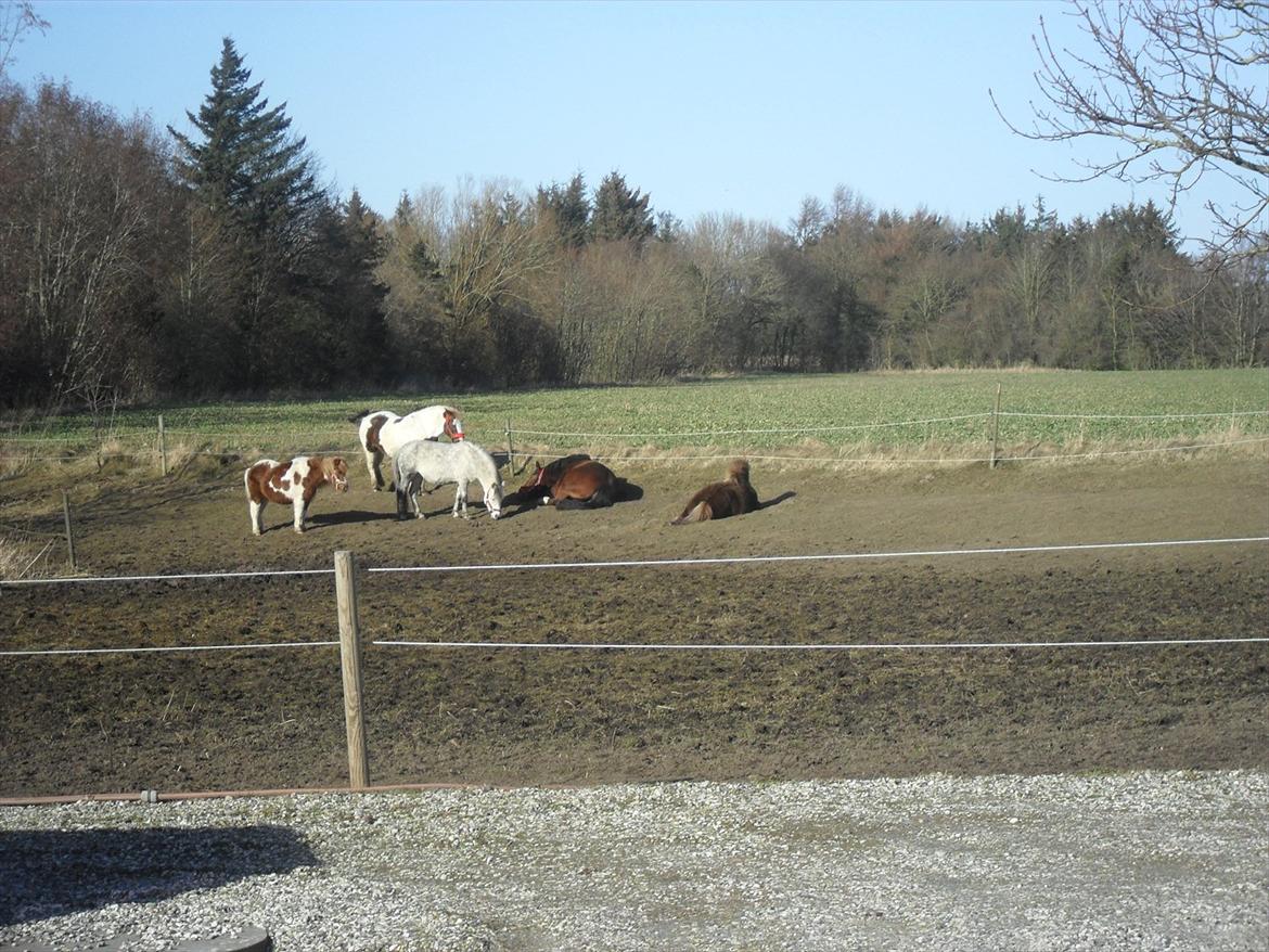 Anden særlig race Bell-Air (Bella) - Blevet lidt træt. billede 14