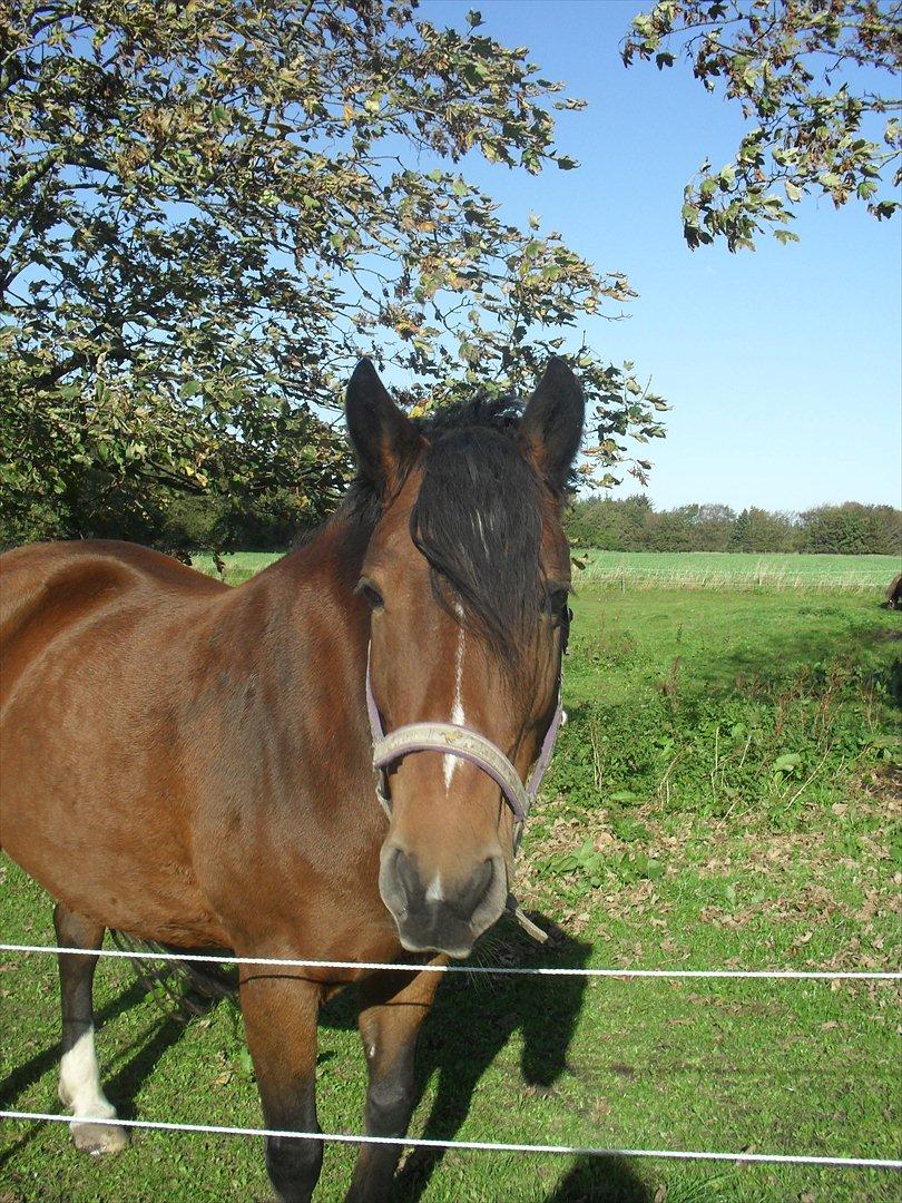 Anden særlig race Bell-Air (Bella) billede 8