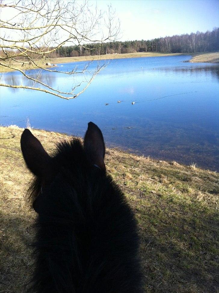 Irsk Sportspony Laney's Max - Maximus og jeg på skridttur i skoven (-: - d 14/3-12 <3 billede 16