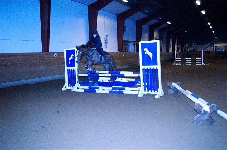 Anden særlig race Irish Image (Uno)  SOLGT:'-( billede 19