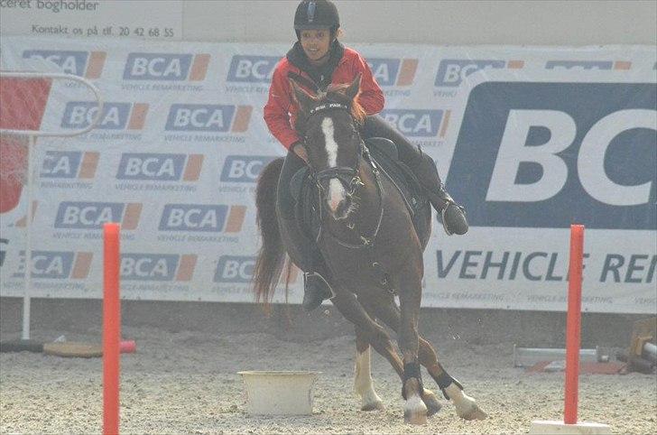 Anden særlig race Irish Image (Uno)  SOLGT:'-( billede 20