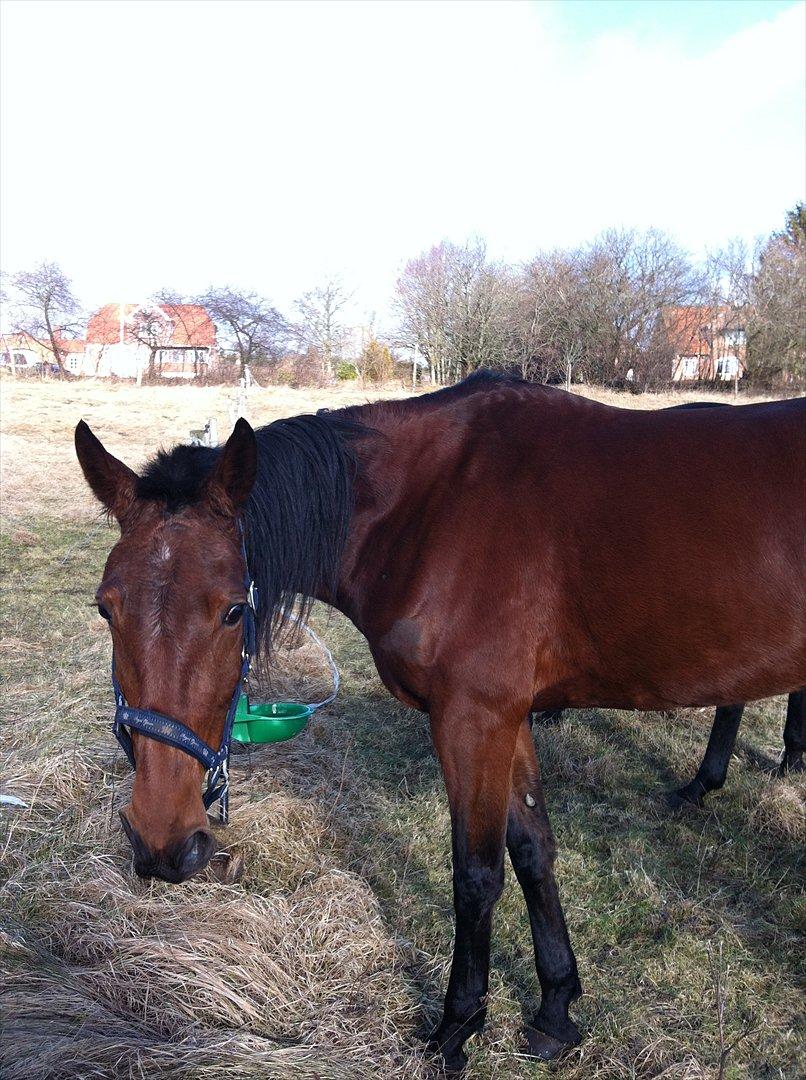 Traver Petite Deux D´barr Team Barrock billede 5