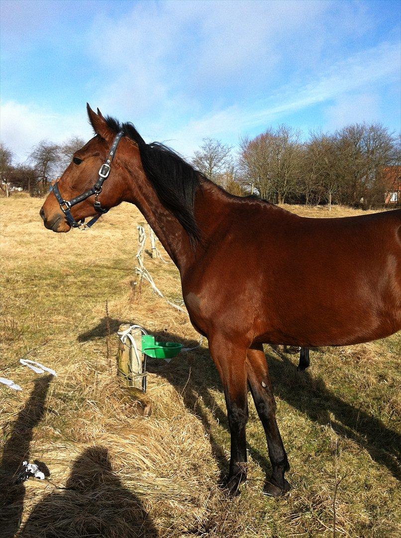 Traver Petite Deux D´barr Team Barrock - Se hvor smuk jeg er :-) billede 2