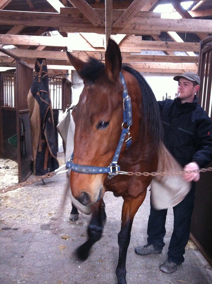 Traver Petite Deux D´barr Team Barrock billede 9