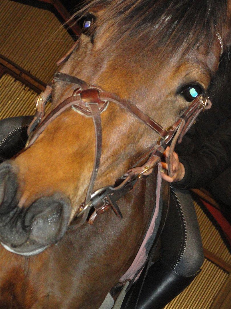 Anden særlig race Quick Brown Lady Z billede 8