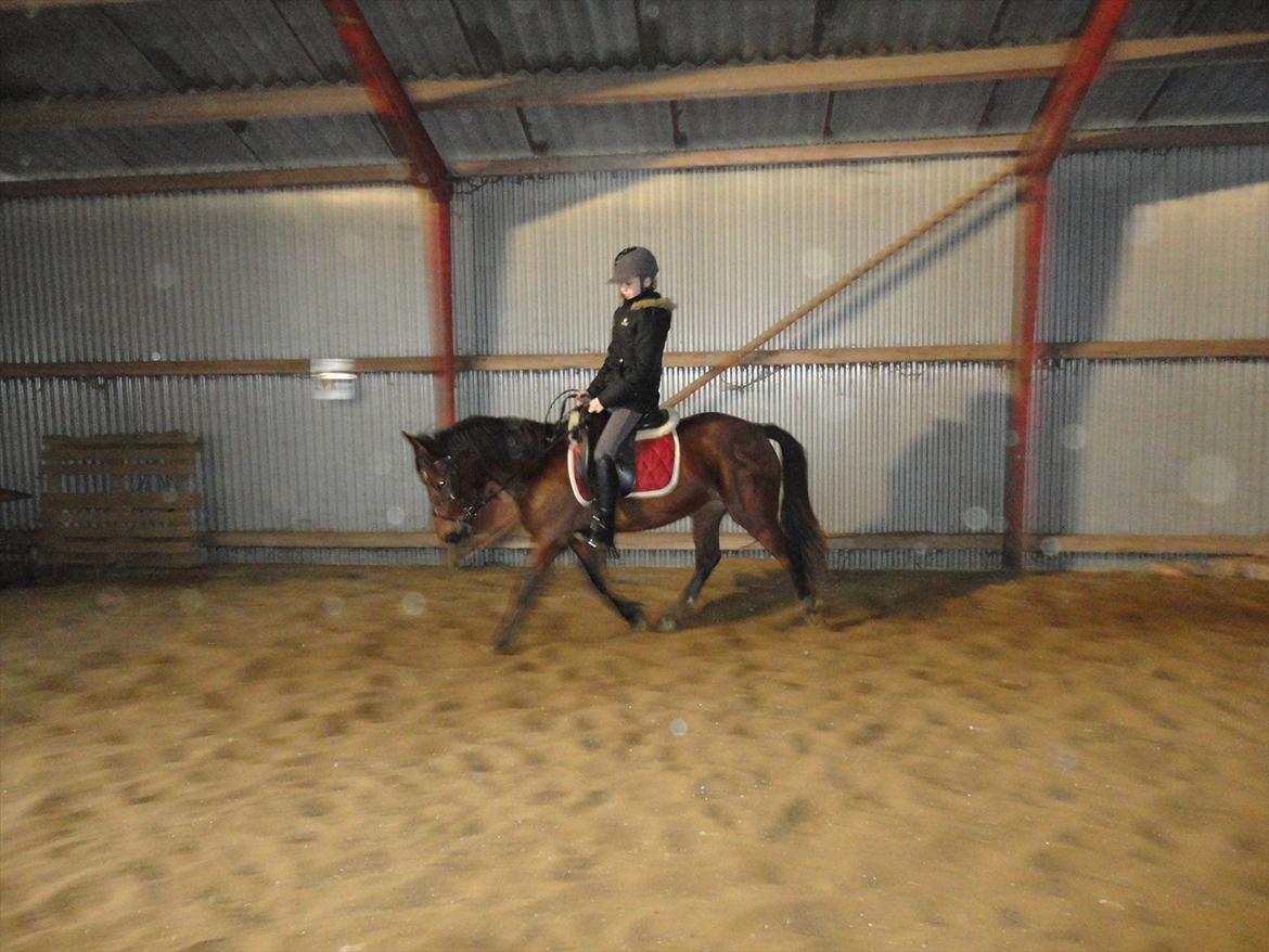 Anden særlig race Quick Brown Lady Z - Mig og z dressur (foto Sofie) billede 12