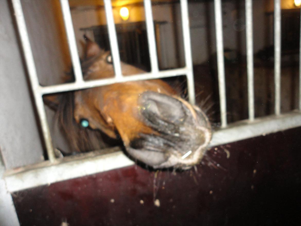 Anden særlig race Quick Brown Lady Z billede 9