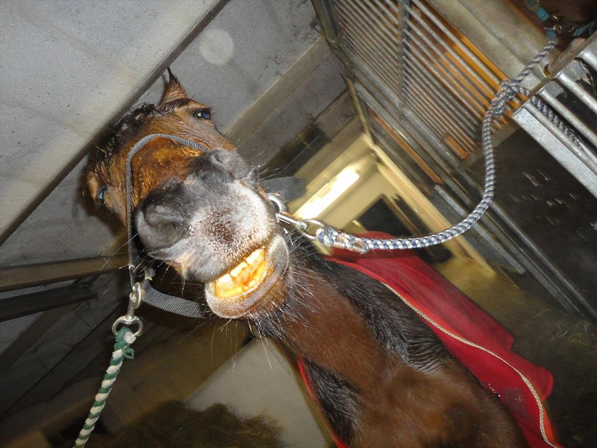 Anden særlig race Quick Brown Lady Z - :-D billede 10