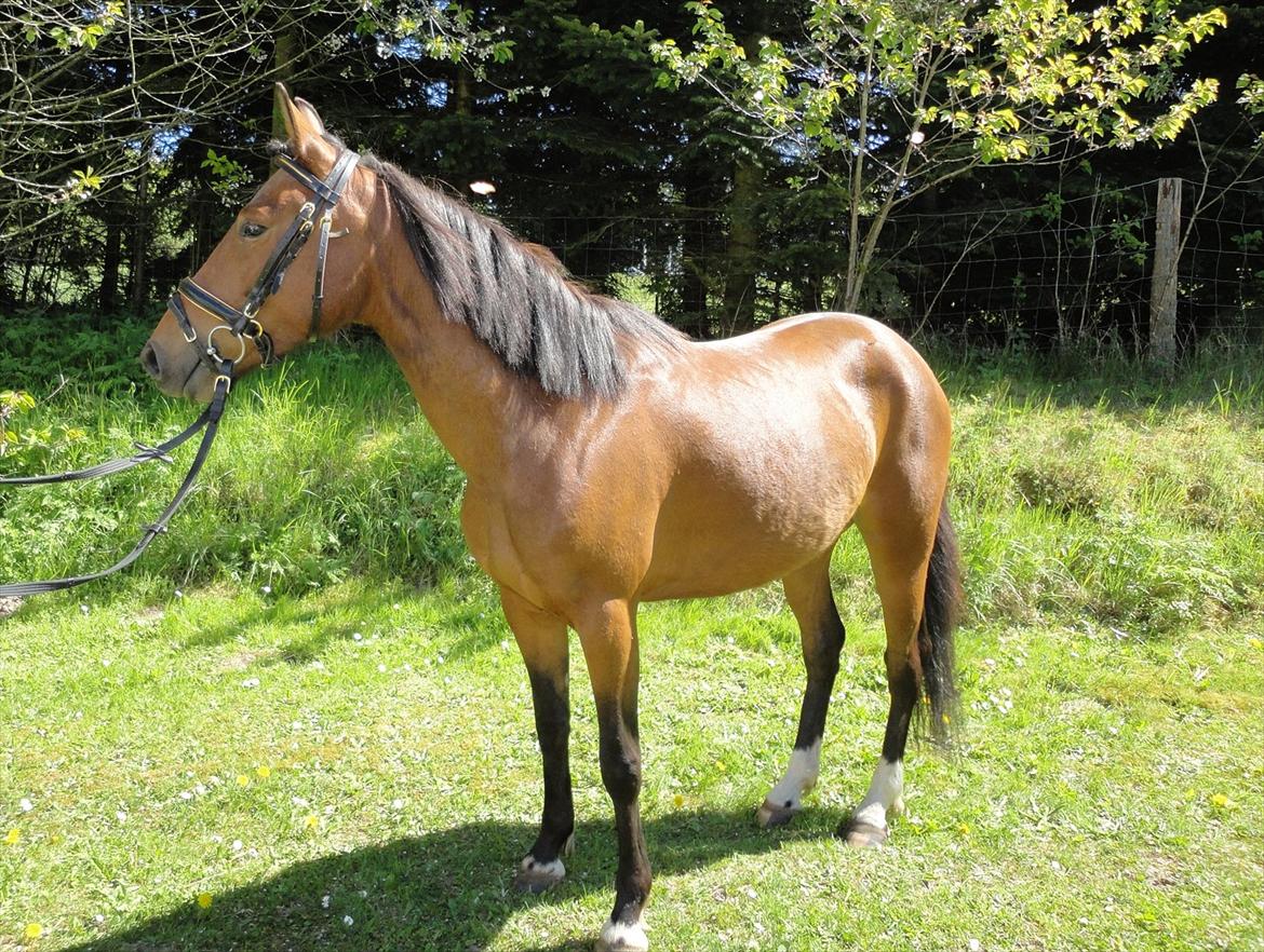 Anden særlig race Quick Brown Lady Z - smukke pony<3 billede 11