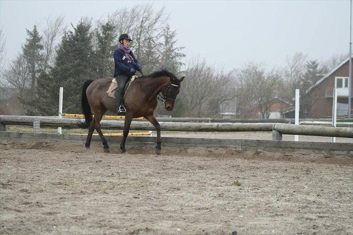 Anden særlig race Loco Caballo billede 19