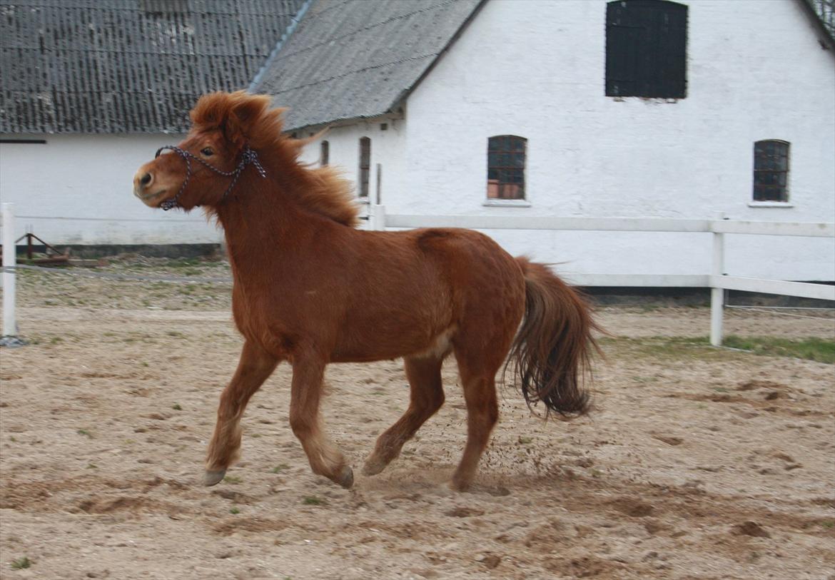 Islænder Kári fra Ouskærgård - Hyper pony! :-D 
Billede taget af: Mig billede 8