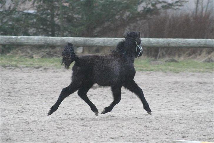 Anden særlig race Wupti billede 7