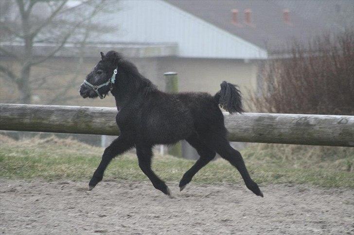 Anden særlig race Wupti billede 8