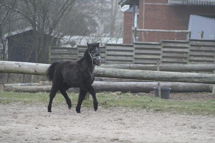 Anden særlig race Wupti billede 9