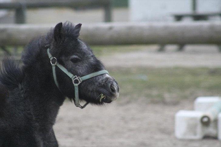 Anden særlig race Wupti billede 10