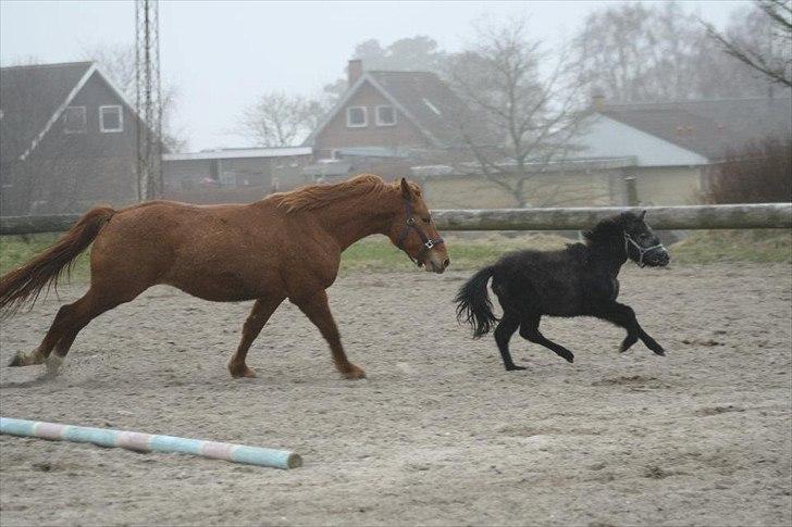 Anden særlig race Wupti billede 11
