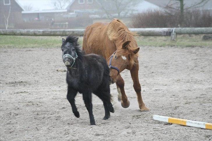 Anden særlig race Wupti billede 12
