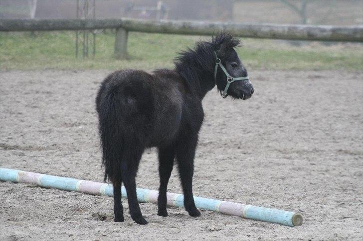 Anden særlig race Wupti billede 13