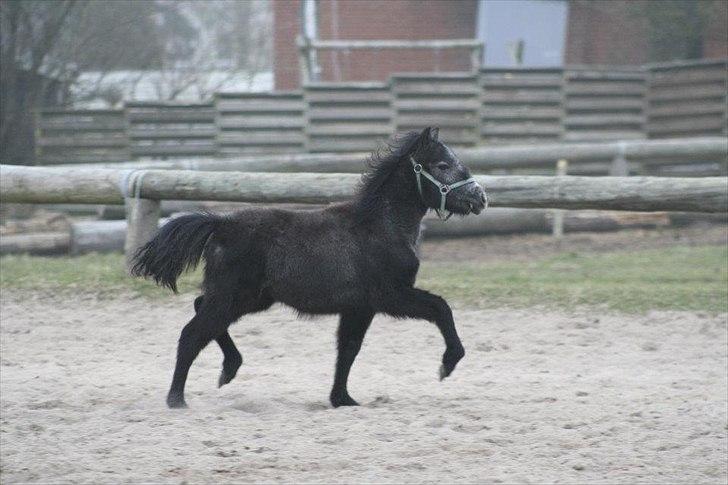 Anden særlig race Wupti billede 14