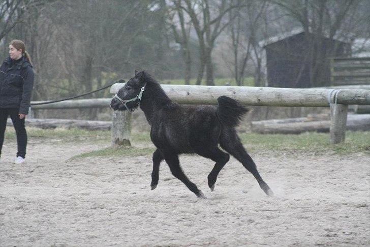 Anden særlig race Wupti billede 15