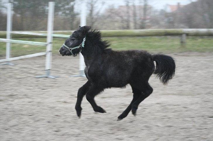 Anden særlig race Wupti billede 16