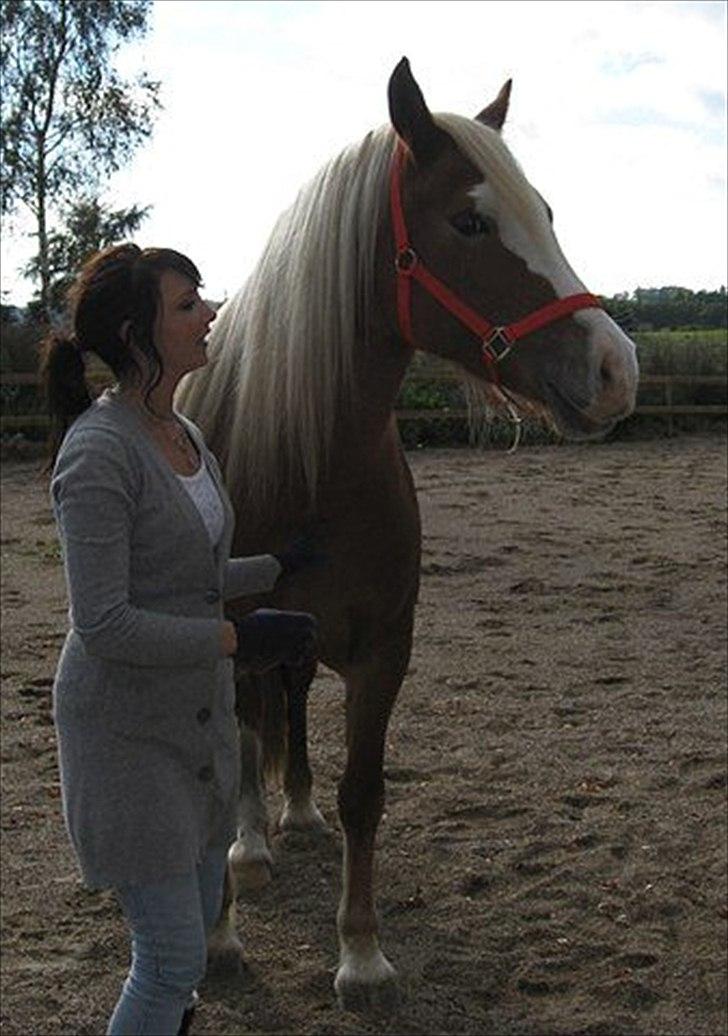 Welsh Cob (sec D) Roxette Royal billede 24