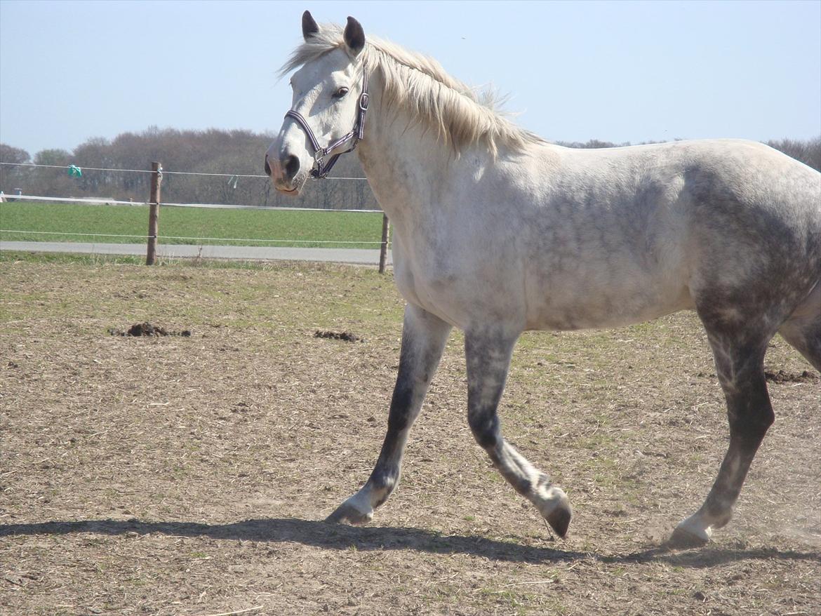 Cruzado Thorsvang´s Don Juan billede 20