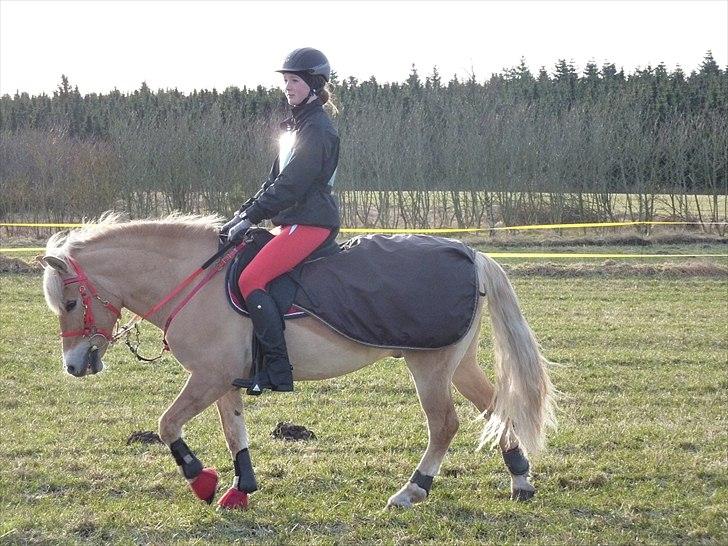 Anden særlig race Safran - Elsker dig højere end du tror pony! <3 billede 4
