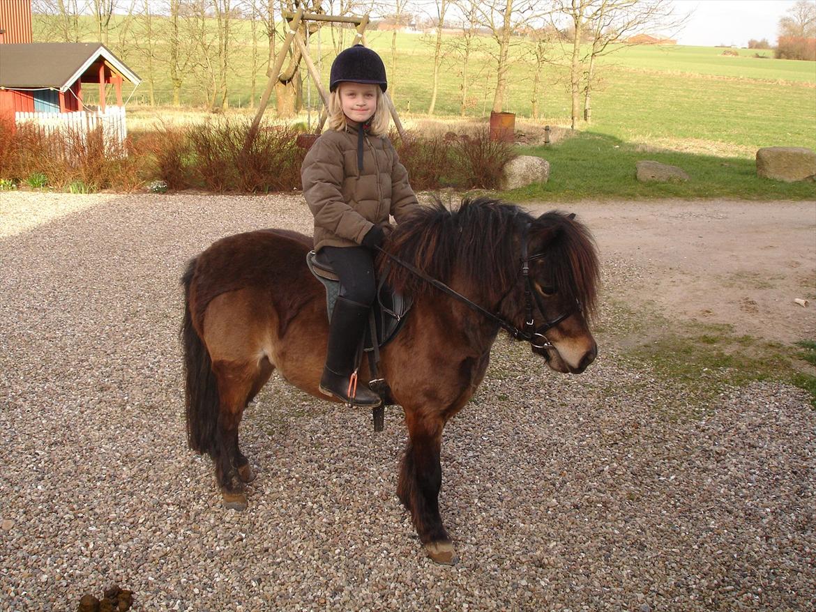Knabstrupper Gizmo - lille pot - My soulmate <33 billede 13
