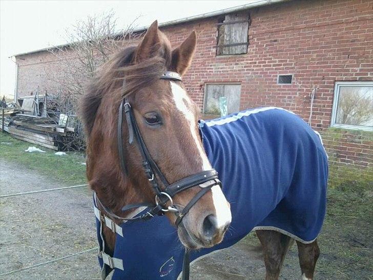 Hollandsk Sportspony Tøsen <33 billede 14