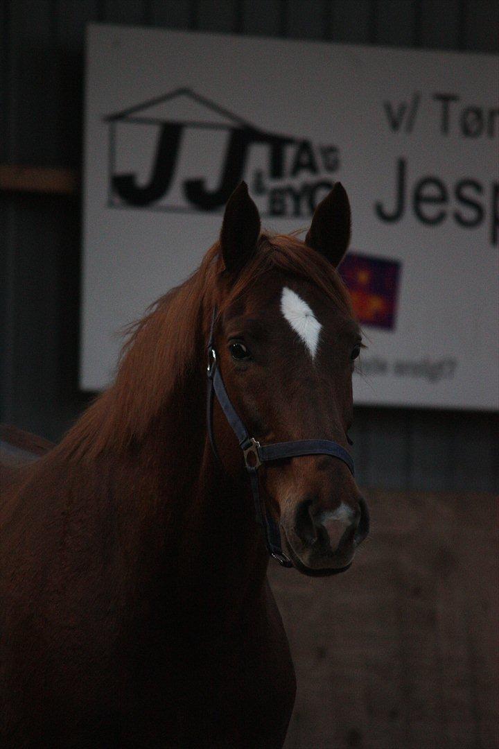 Trakehner Pro firfod billede 1