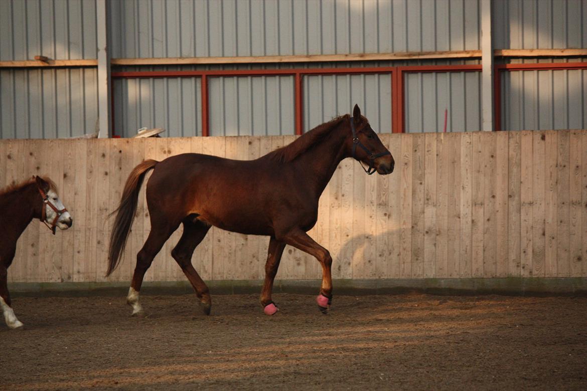 Trakehner Pro firfod billede 2