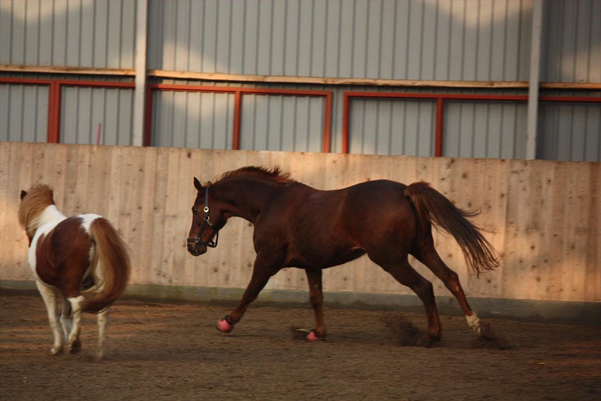 Trakehner Pro firfod billede 3