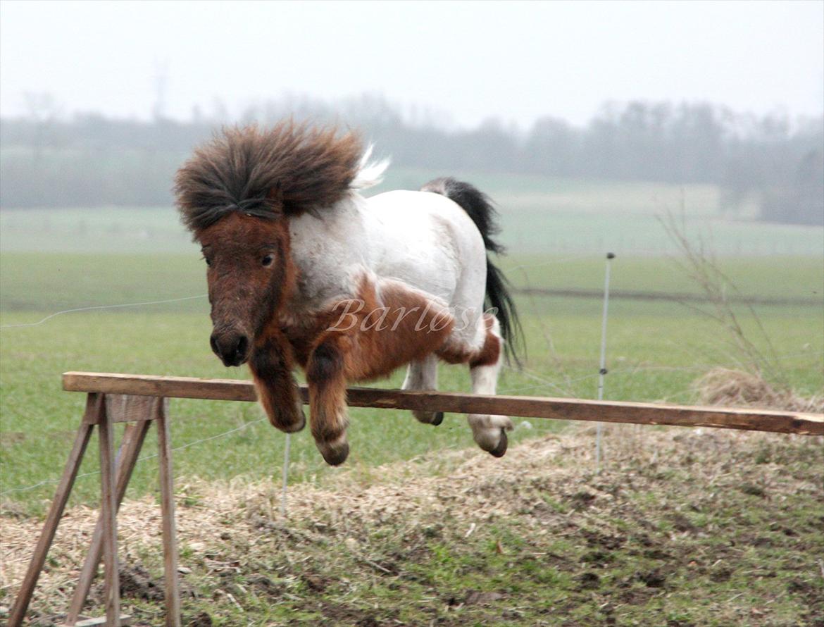 Shetlænder Archie - Løsspringning 

Marts 2012 billede 12