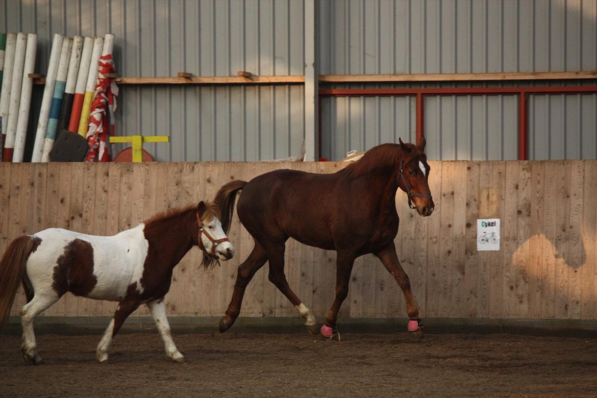 Trakehner Pro firfod billede 4