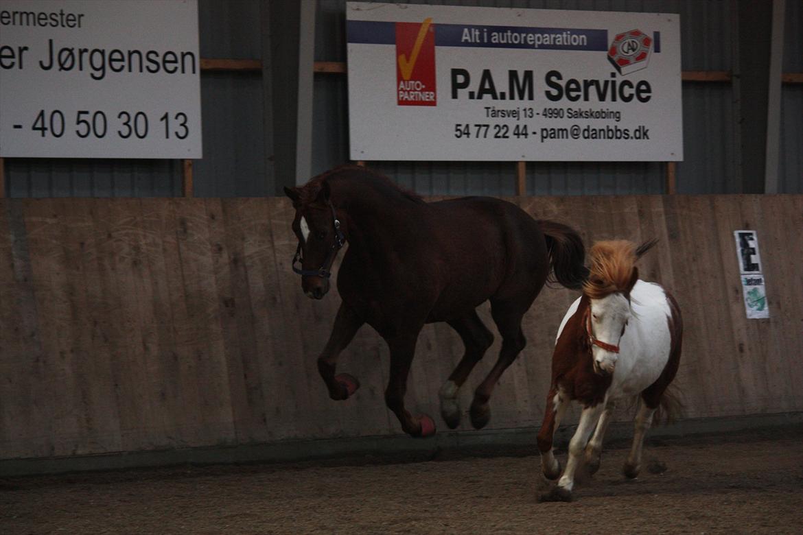 Trakehner Pro firfod billede 5