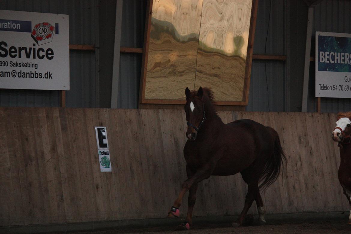 Trakehner Pro firfod billede 6