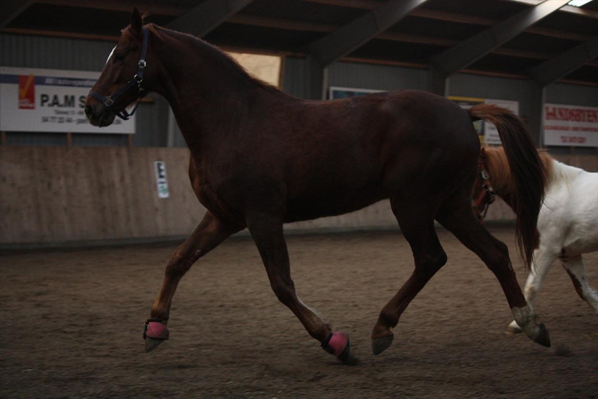 Trakehner Pro firfod billede 7