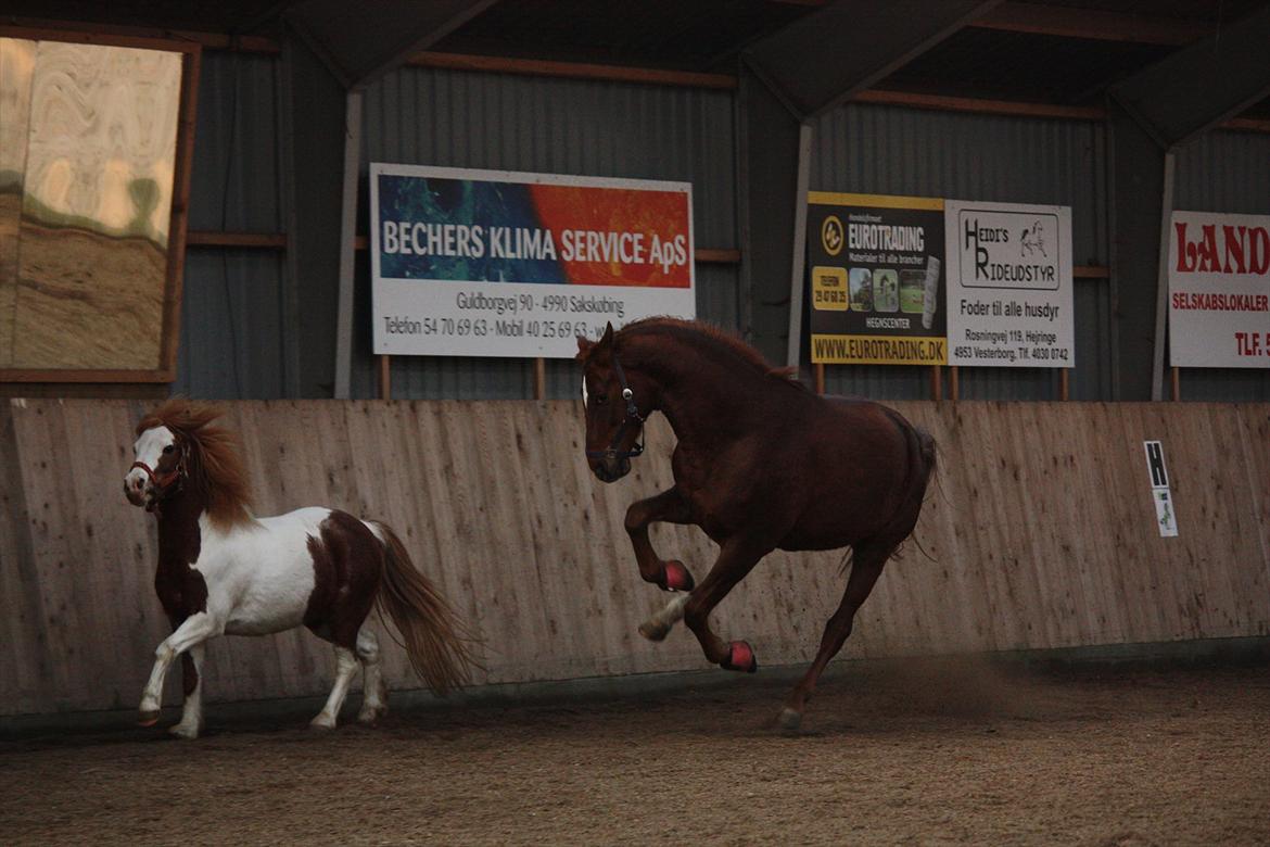 Trakehner Pro firfod billede 8