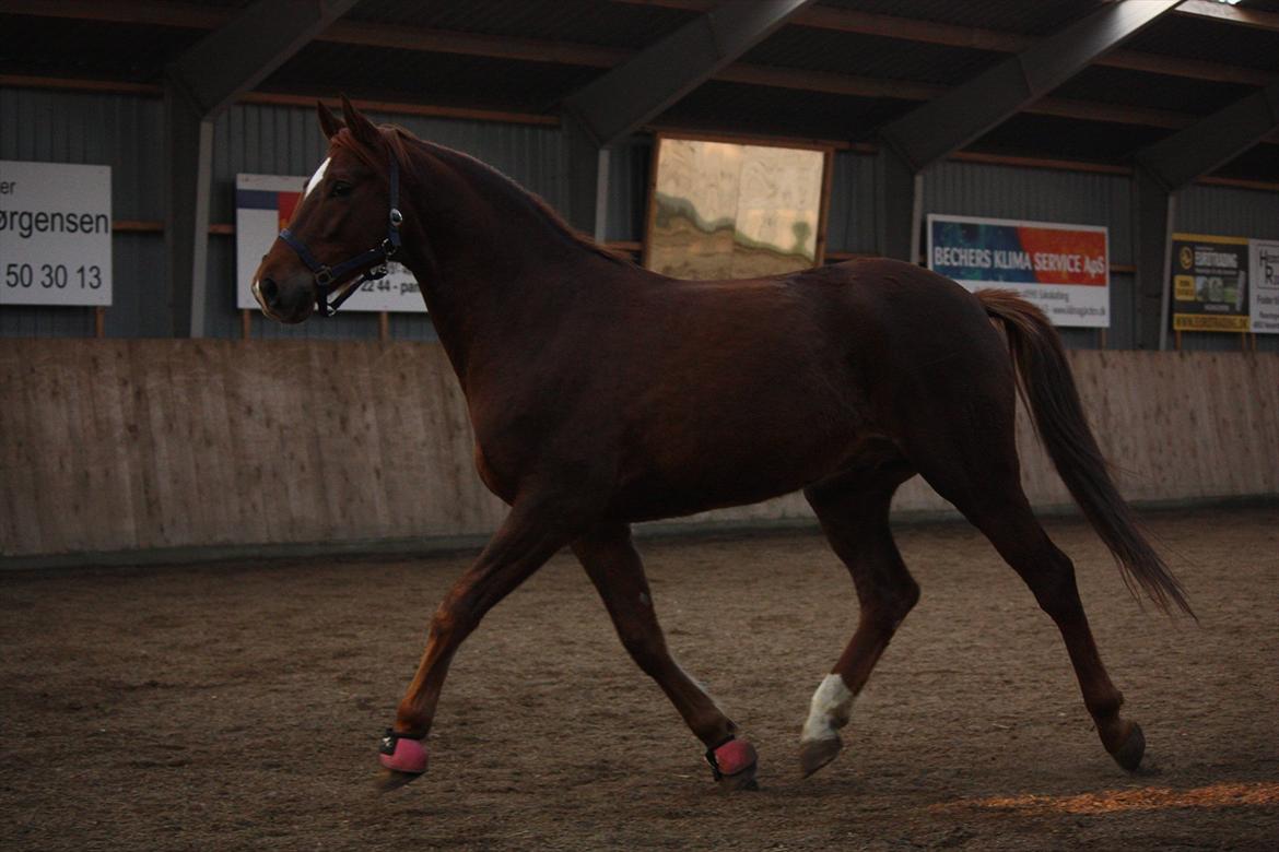 Trakehner Pro firfod billede 9