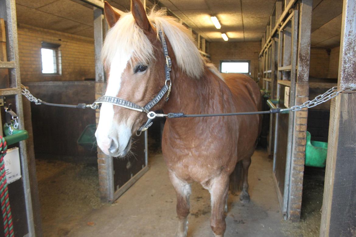 Haflinger Wincent - På staldgangen hos Stutteri Nordan billede 5