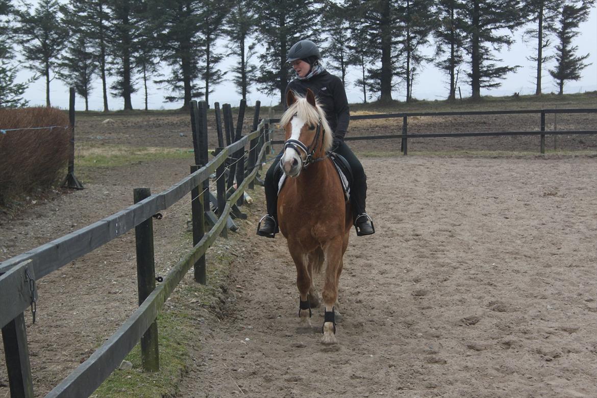 Haflinger Wincent - Julie rider Wincent. billede 8