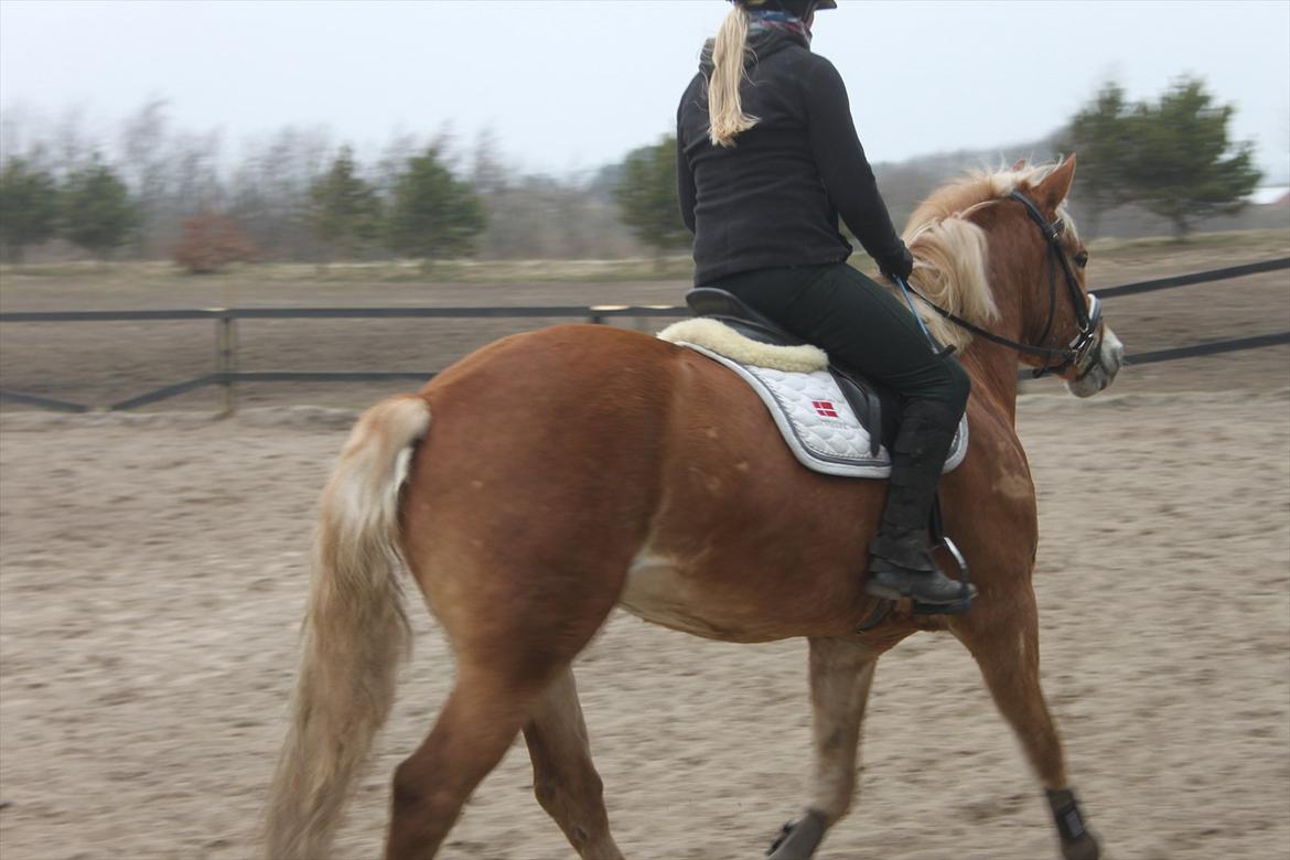 Haflinger Wincent - Med Julie igen. billede 10