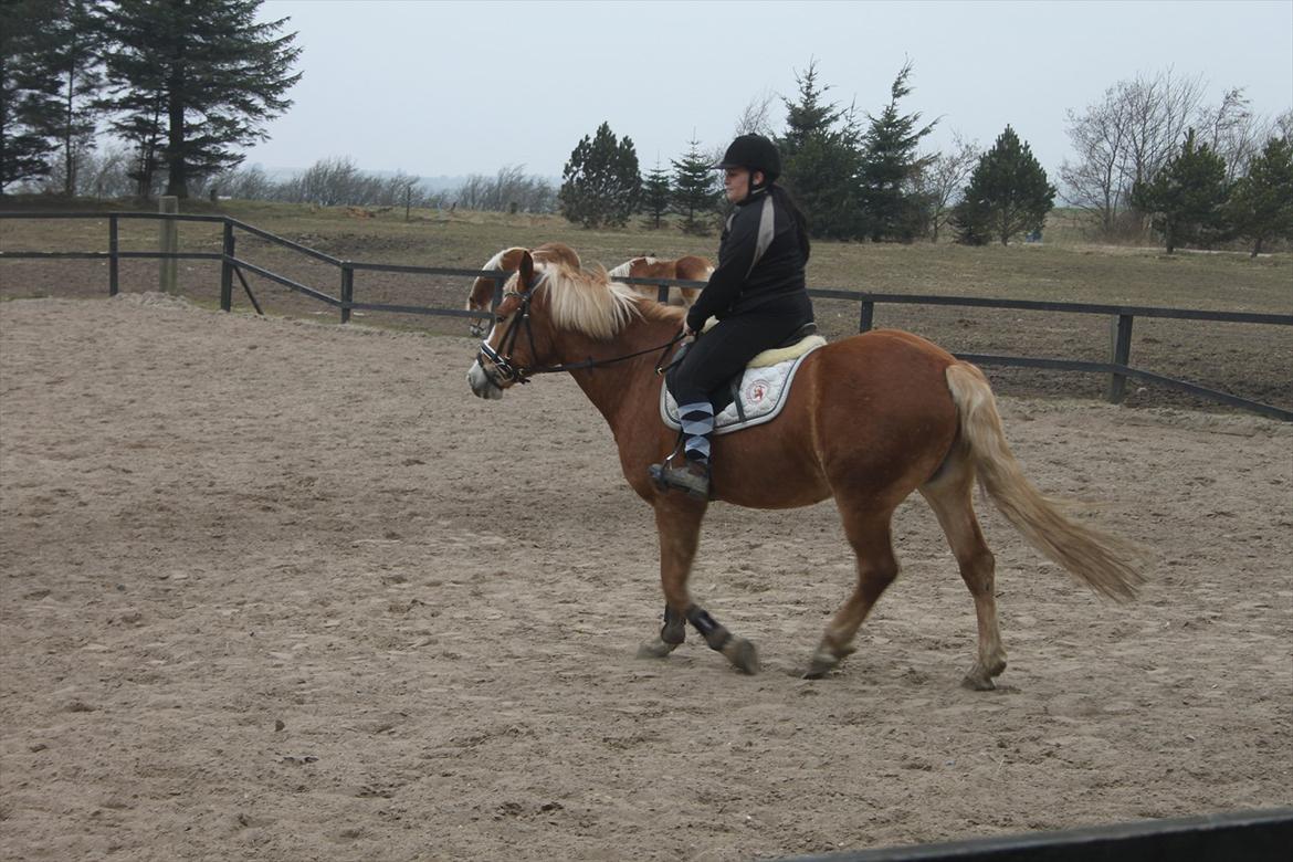 Haflinger Wincent - 3 gang jeg selv prøver Wincent <3 billede 11