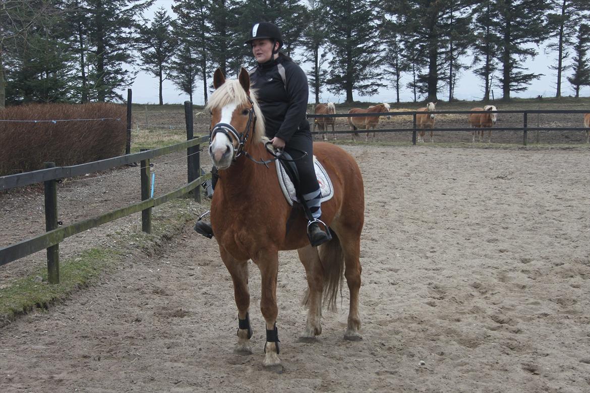 Haflinger Wincent - <3 billede 6