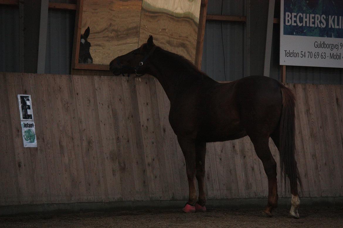 Trakehner Pro firfod billede 10