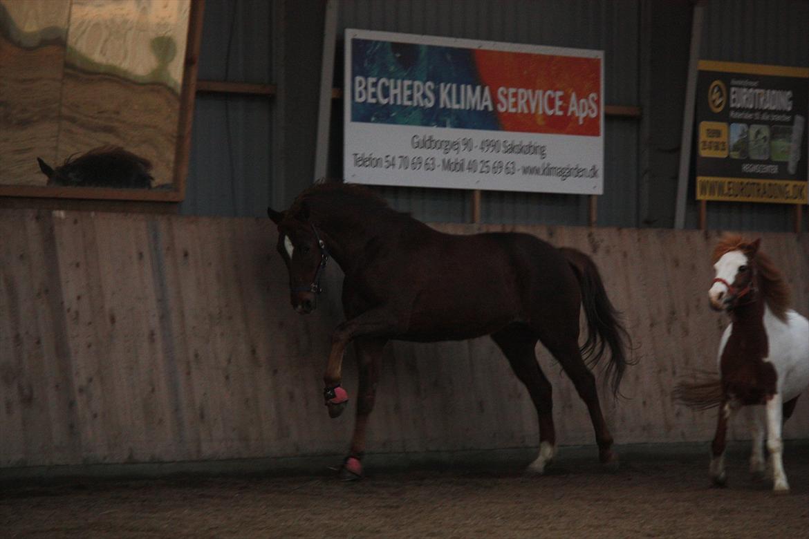 Trakehner Pro firfod billede 11