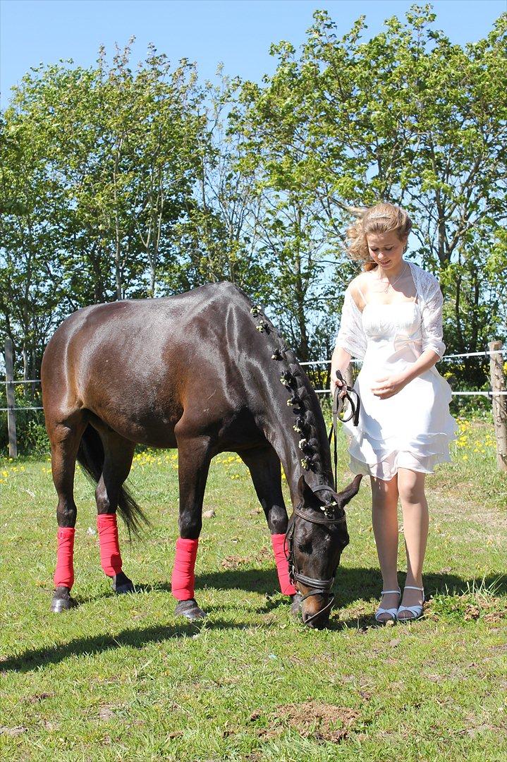 Hollandsk Sportspony Egano. - Konfirmation d. 8 maj. 2011. 
Du er min verden pony. 
- Taget af faster Anette. billede 3