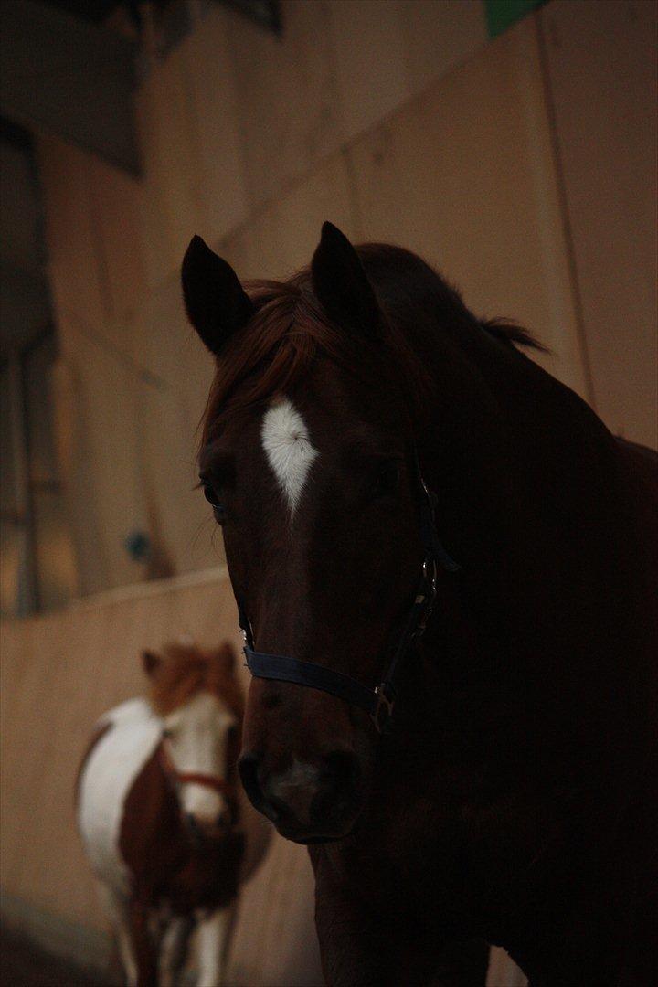 Trakehner Pro firfod billede 12